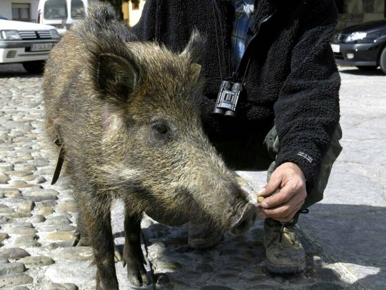 animales,ciencias,Espaa