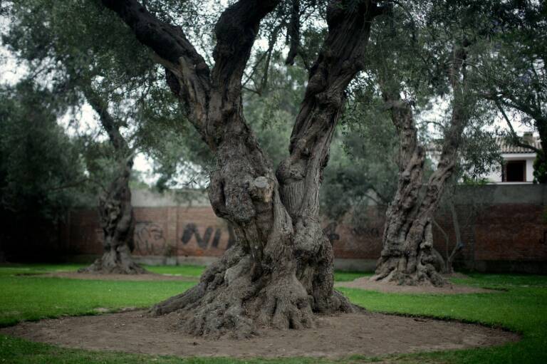 Per - olivar - medioambiente - bosques - contaminacin - sociedad - naturaleza