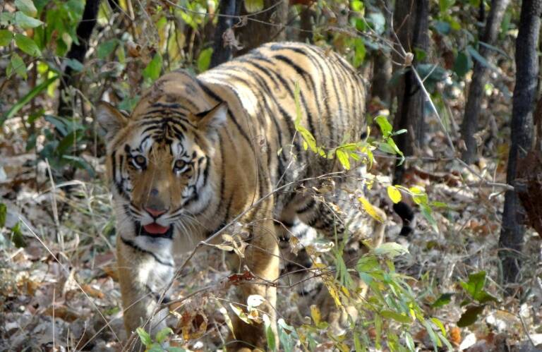 animales - medioambiente - biodiversidad
