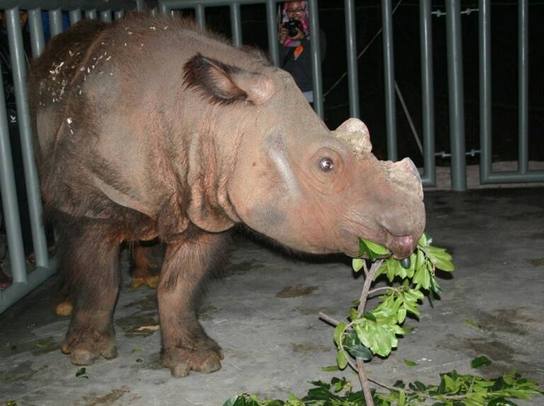 Indonesia,animales,EEUU,medioambiente