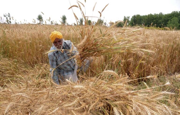 ONU - FAO - alimentos - agricultura - precios