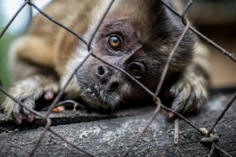 Chile,animales,trfico,medioambiente