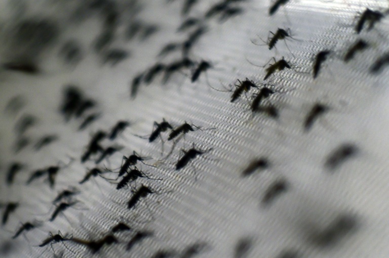EEUU - salud - Zika - virus - LatAm - prevencin - nios