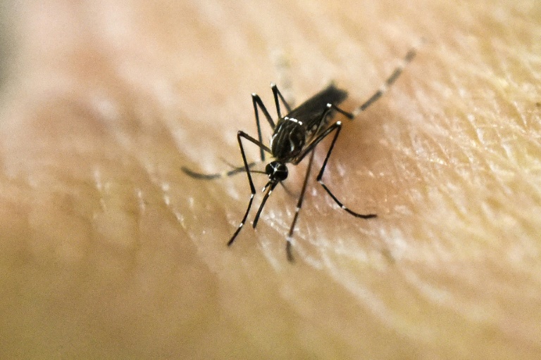 EEUU - salud - virus - zika