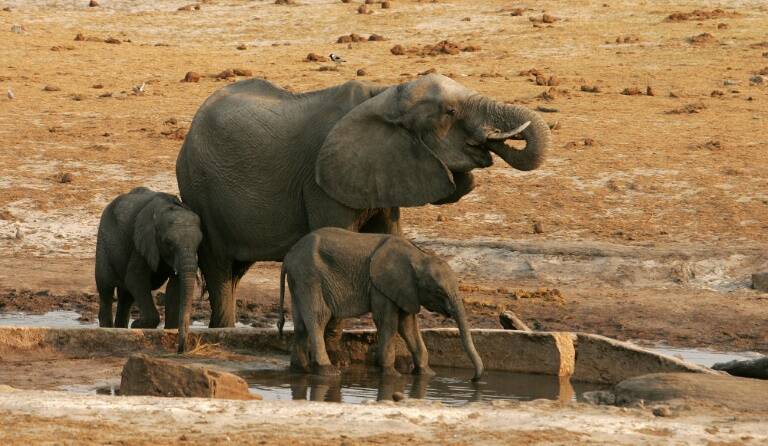 Zimbabue - Alemania - animales - caza - preservación