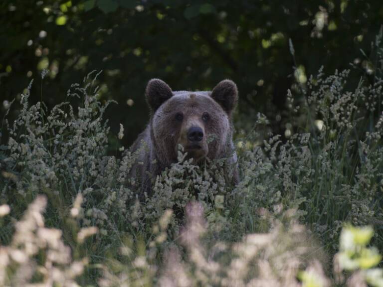 Rusia,animales