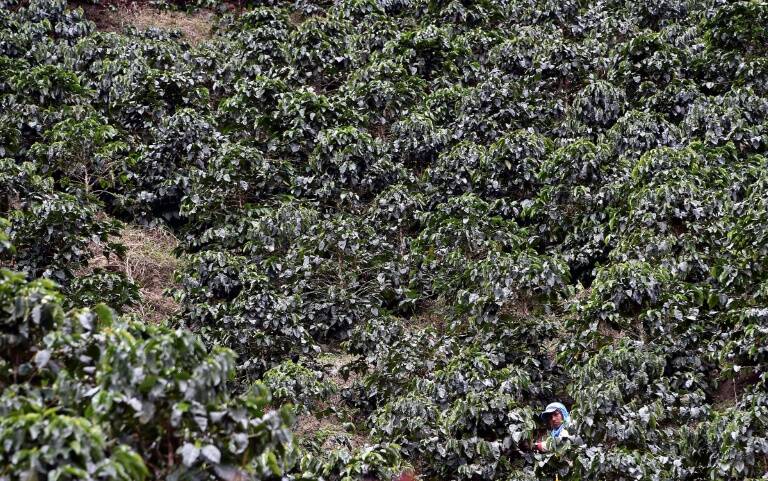 Colombia,café,economía