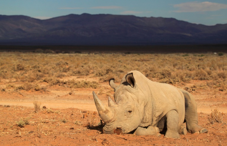 Sudfrica,rinoceronte,medioambiente,justicia,comercio