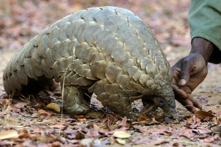Sudáfrica - animales - medioambiente - preservación