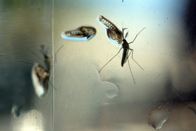 salud - Zika - ONU - epidemia - virus - aviacin