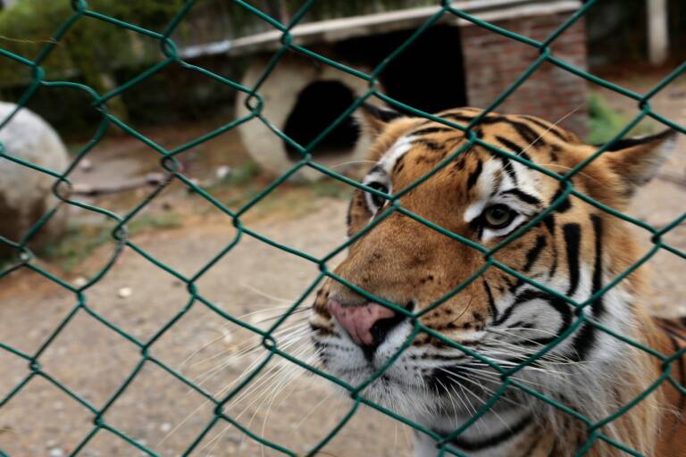 México,animales