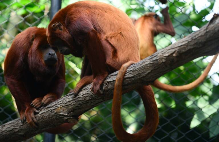 Colombia - naturaleza - animales - monos