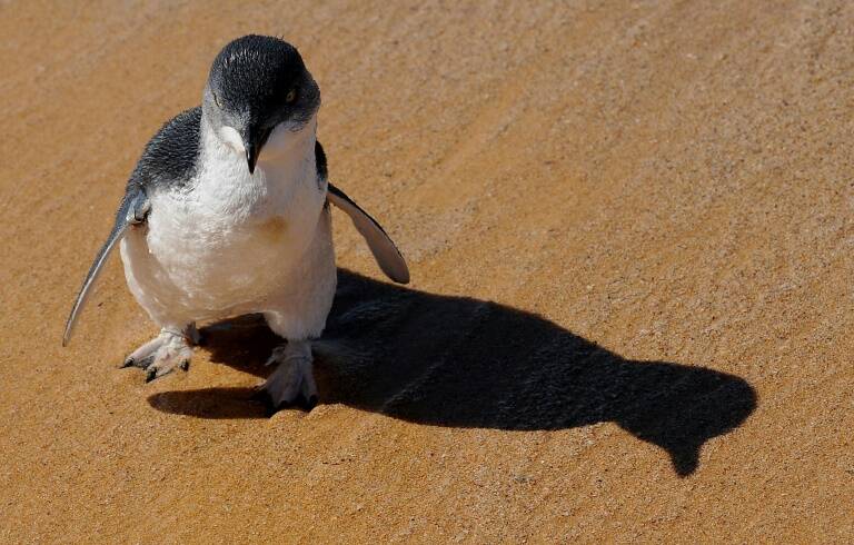 Perú - animales - insólito - ecología