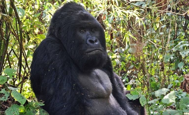animales,medioambiente,DRC,IUCN,preservación,EEUU
