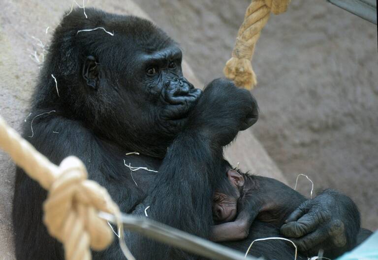 EEUU - animales - zoo - accidente