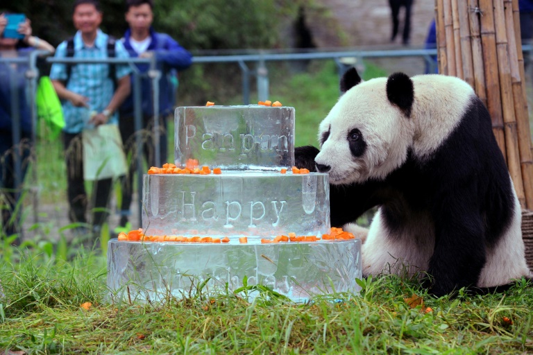 China - panda - animales - sociedad