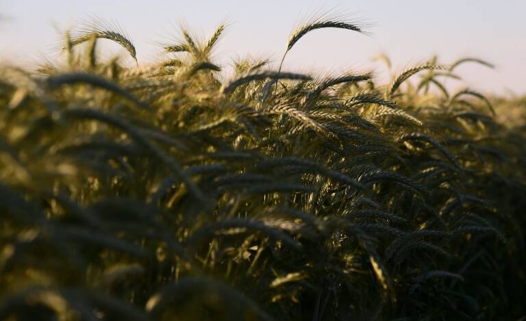 materias - primas - agricultura - EEUU - comercio - cierre