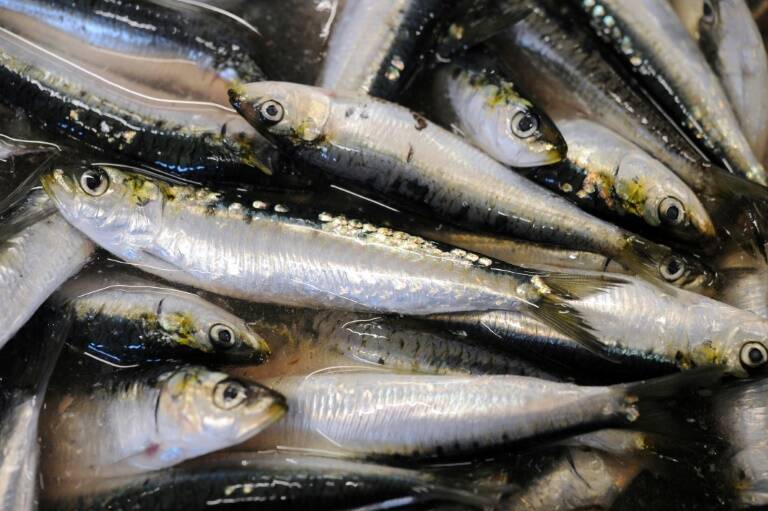 Chile - medioambiente - pesca - ciencias