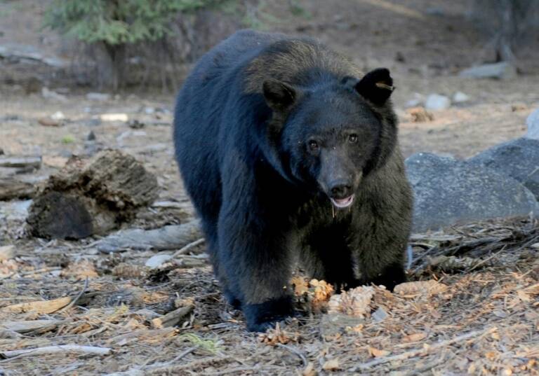 EEUU - caza - medioambiente - animales