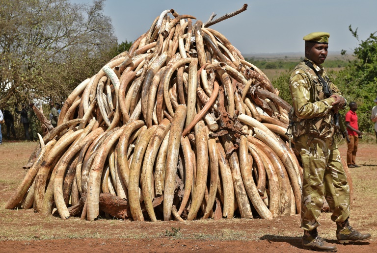 Kenia - animales - medioambiente - preservacin