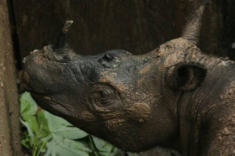 Indonesia - animales