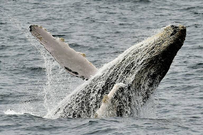 Ecuador,medioambiente,preservación,animales,ballenas