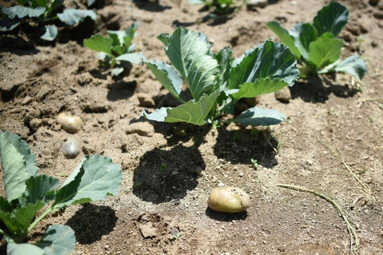 Canada - arqueologa - indgenas - alimentos