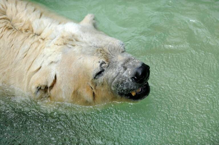 Argentina - animales - zoológico