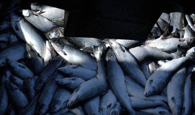 Chile - manifestaciones - pesca - gobierno - pescadores