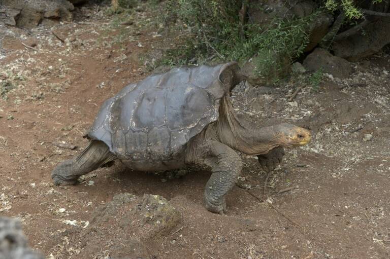 Ecuador - tortugas - animales - zoología - medioambiente - Galápagos