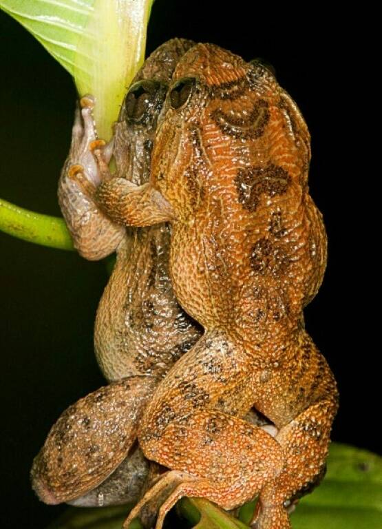 biología - sexo - ciencia - zoología