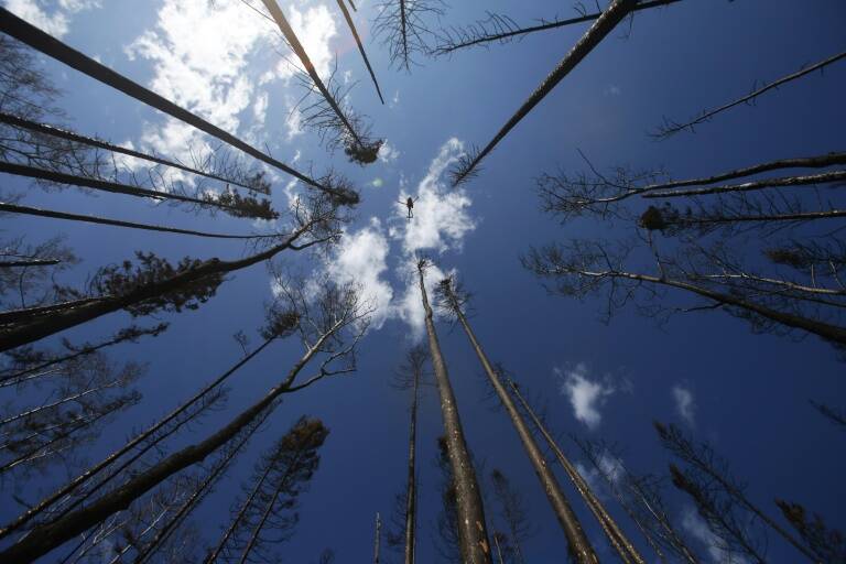 Canad - petrleo - incendio - bosques - seguros - economa