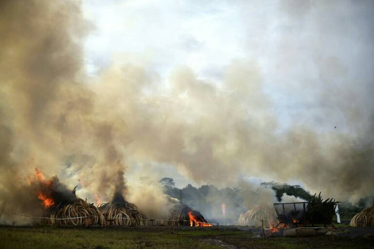 Kenia - animales - elefantes - cumbre - criminalidad - medioambiente - Francia