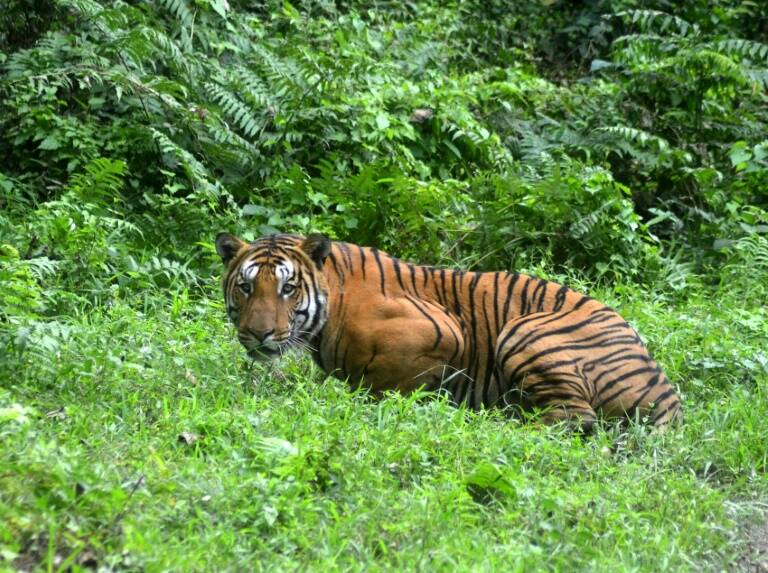 India - tigres - animales - medioambiente