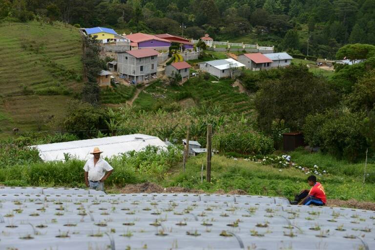 Honduras - agricultura - medioambiente - cultivos - clima