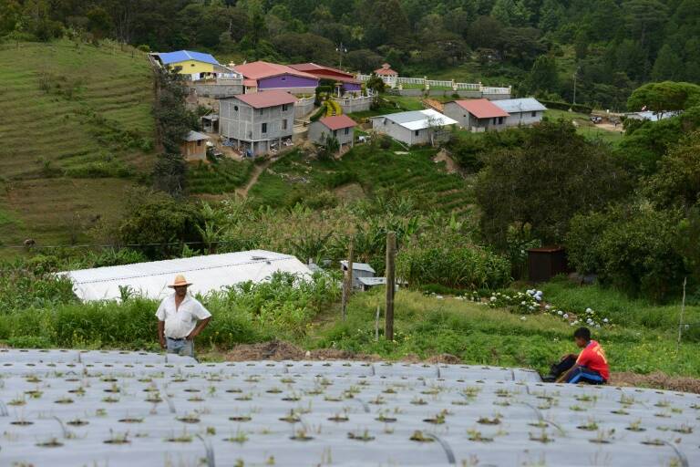 Honduras,agricultura,medioambiente,cultivos,clima