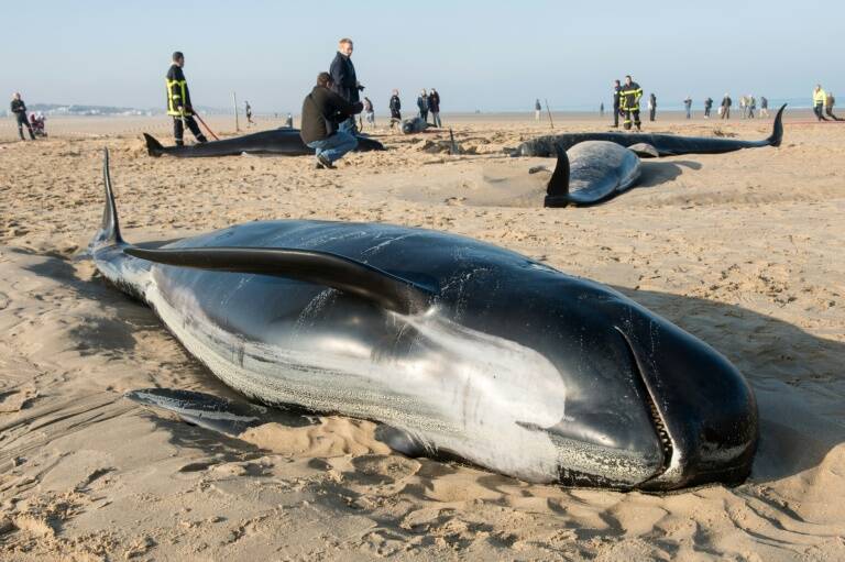 Chile - animales - muerte - océanos - ballenas