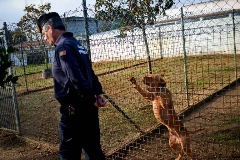 Portugal, animales, cárcel