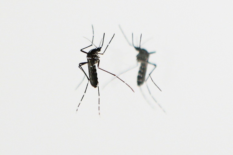 Ecuador - salud - epidemia - zika