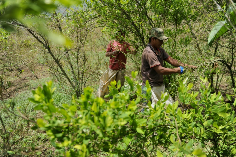 Colombia - ONU - narcotráfico - cultivos - coca