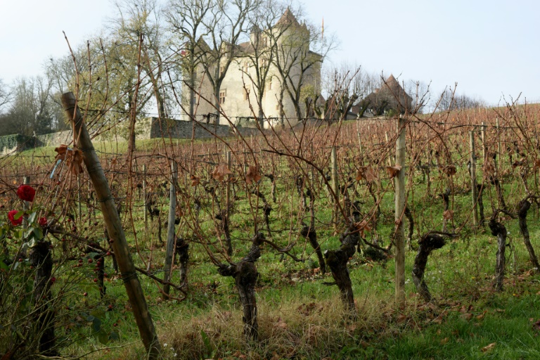 Francia - agricultura - vinicultura - vino