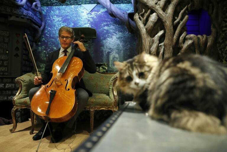 GB - EEUU - animales - insólito - sociedad - música