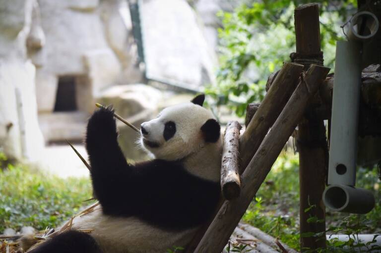 China,animales,preservación,clima,medioambiente