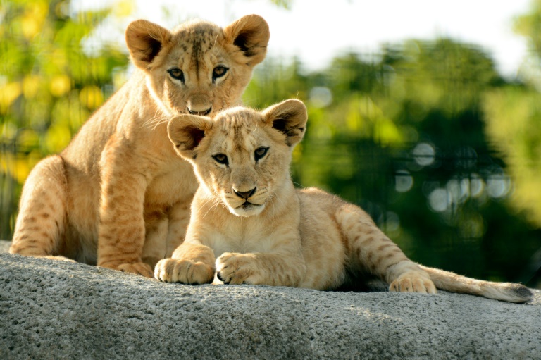 EEUU - frica - India - animales - ecologa - ciencia - leones