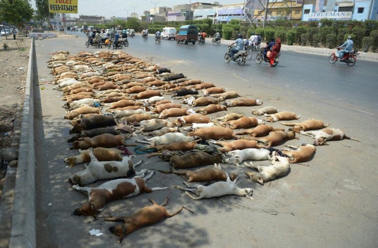 Pakistán, animales