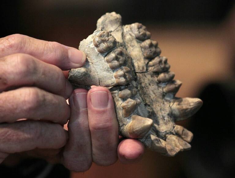 Francia - cultura - arqueología - juicio - criminalidad