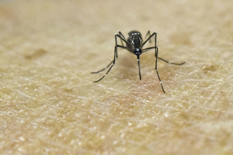 Zika,epidemia,Martinica,Francia,salud