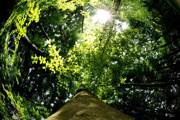 EEUU - bosques - medioambiente - ciencias