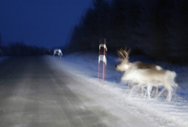 Noruega - animales - meteorología - insólito