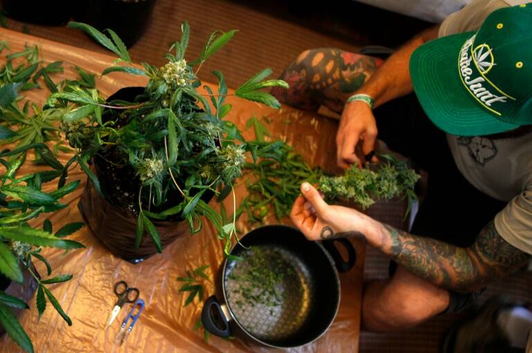 sociedad,Uruguay,marihuana